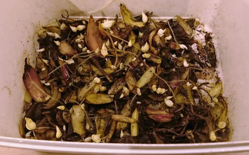 Krokliljor - gardenize Krokliljor och lökar