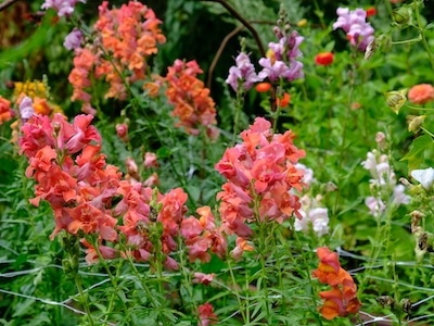 Lejongap Snapdragon Antirrhinum majus Madame Butterfly Double Bronze Lejongap Snapdragon Antirrhinum majus Madame Butterfly Double Bronze