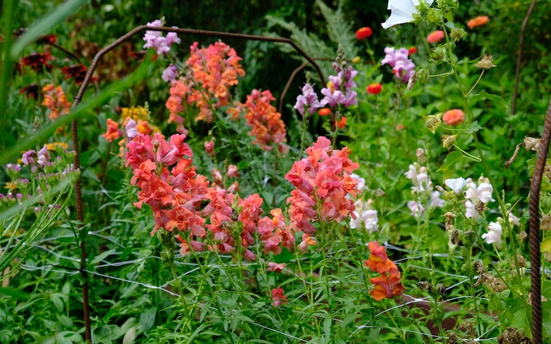 Lejongap Snapdragon Antirrhinum majus Madame Butterfly Double Bronze Lejongap Snapdragon Antirrhinum majus Madame Butterfly Double Bronze