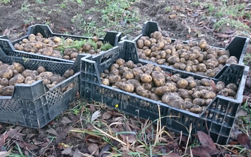 Potatis i backar - gardenize Potatisodling i backar