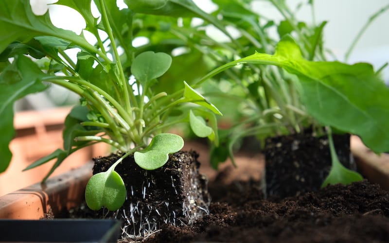 Rocket sallad baby plant Rocket sallad baby plant