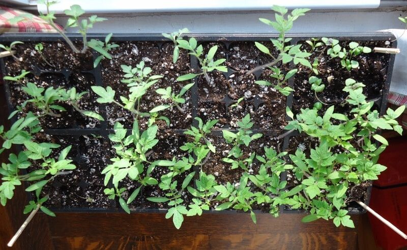 Tomato_and_basil_growing_from_seedlings_in_tray Sow seeds of tomato