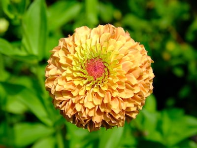 Zinnia, Queen Lime Orange Zinnia, Queen Lime Orange