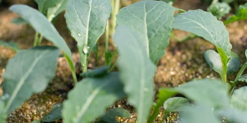 start the growing season sprouting kale start the growing season sprouting kale