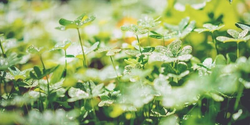 start the growing season sprouting seeds start the growing season sprouting seeds