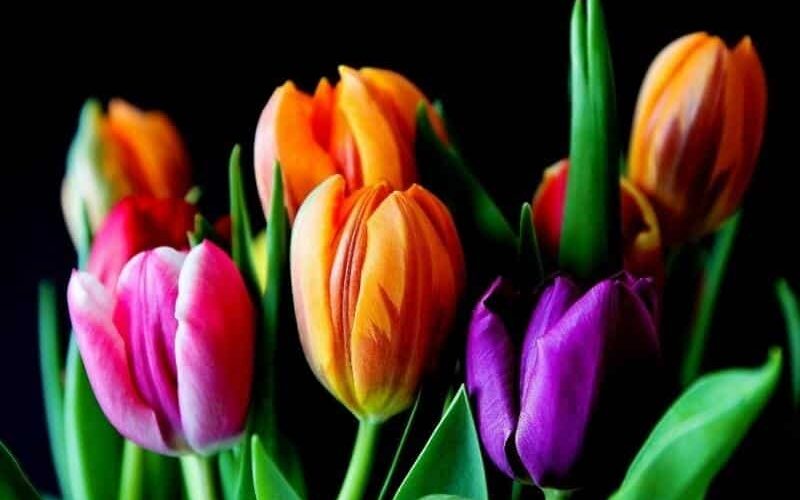 12 Tulip bouquet-800x600px Tulip bouguet Tulip Day