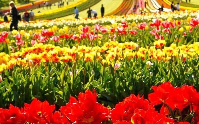 7 Tesselaar tulip festival-800x600px A sea of tulips
