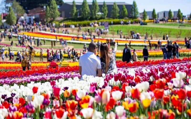8 Tulip festival-800x600px The Tulip Festival
