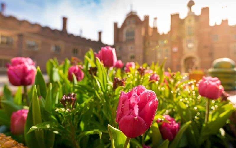 Base Court tulips (c) Historic Royal Palaces-800x600px Base Court tulips - Tulip Day