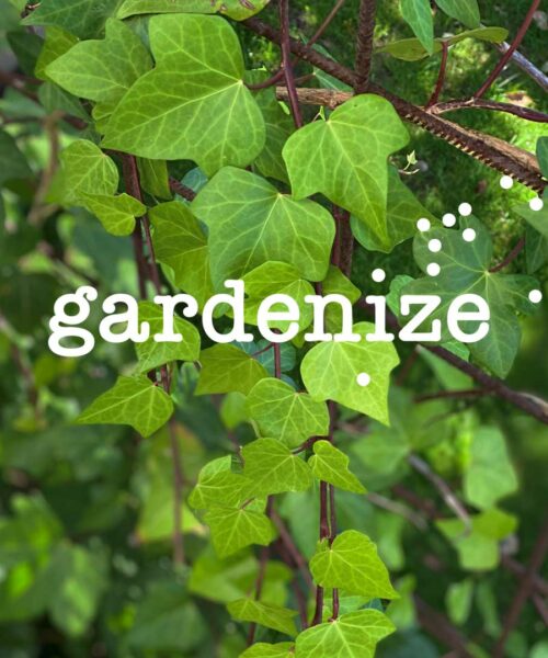 1080x1080-new-gardenize-ivy Gardenize garden app