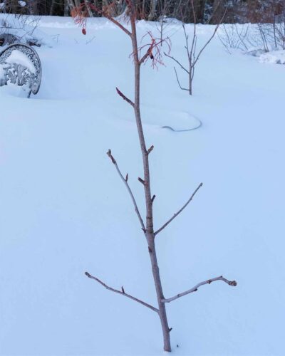 Vinter och vila i norr Vinter och vila i norr