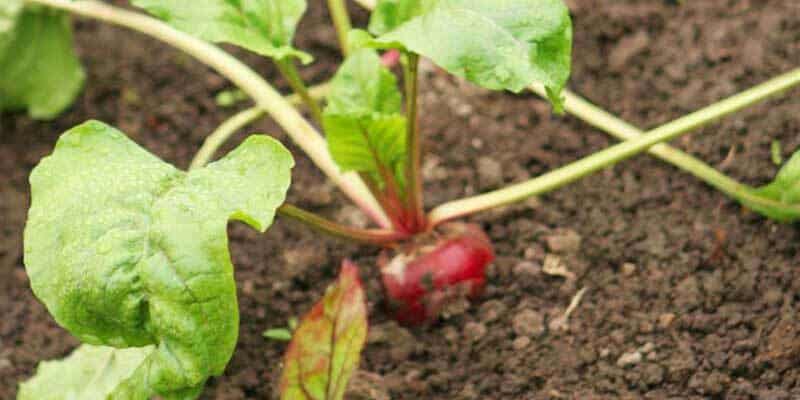 1-800x400px-gardenize-heading-radisa 1-800x400px-gardenize-heading-radisa