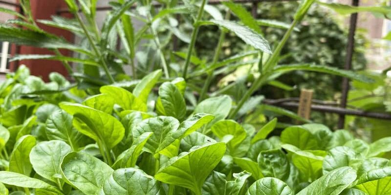 2-800x1000px-gardenize-asiatiskt-bladgront-komatsuma-ulrika-flodin-furas 2-800x1000px-gardenize-asiatiskt-bladgront-komatsuma-ulrika-flodin-furas