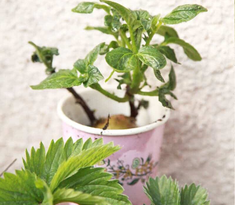 3-800x1000px-gardenize-potatis-ulrika-flodin-fursad 3-800x1000px-gardenize-potatis-ulrika-flodin-fursad