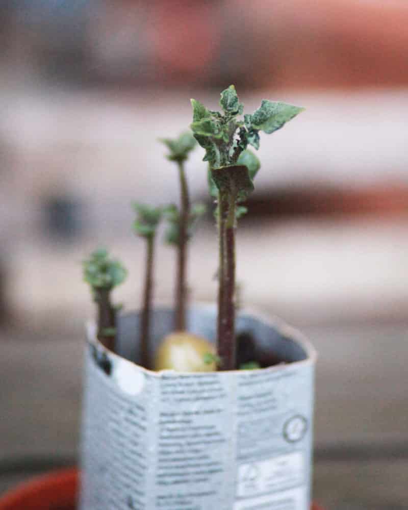 4-800x1000px-gardenize-potatis-groddad-forodlad-ulrika-flodin-furas