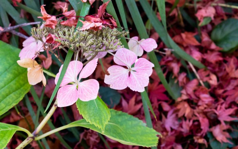 hydrangea amongst red fallen leaves hydrangea amongst red fallen leaves