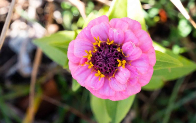 pink zinnia pink zinnia