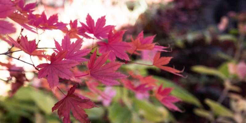 red acer leaves red acer leaves