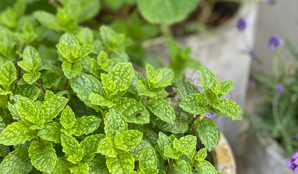 600x350-gardenize-header-mynta-lavendel Tradgardsapp Gardenize