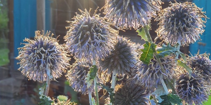 Kugeldistel Kugeldistel