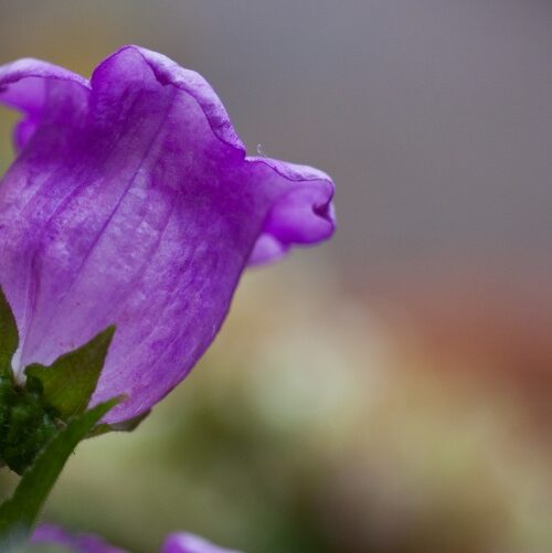 Nahaufnahme einer Glockenblume Nahaufnahme einer Glockenblume