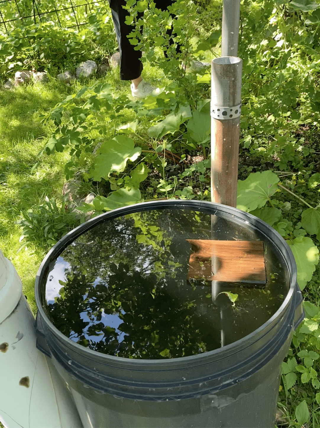 Vattentunna tra╠êbiten a╠êr till fo╠êr att insekterna ska ha na╠ègot att landa pa╠è och ra╠êdda sig upp ur vattnet pa╠è