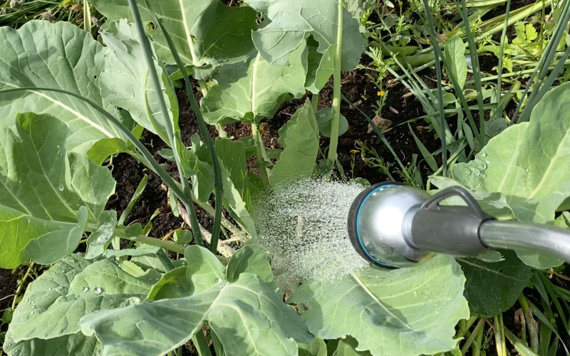 Vattna rikligt och ga╠êrna na╠êra plantans ro╠êtter Vattna rikligt och ga╠êrna na╠êra plantans ro╠êtter