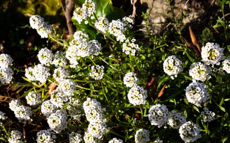 alyssum white (2) alyssum white (2)
