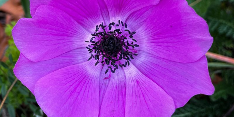 anemone pink anemone pink