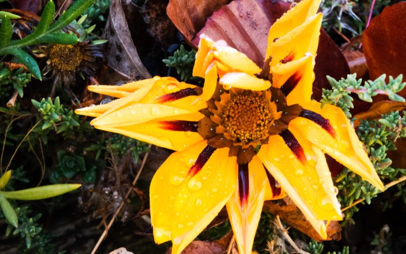 gazania yellow gazania yellow
