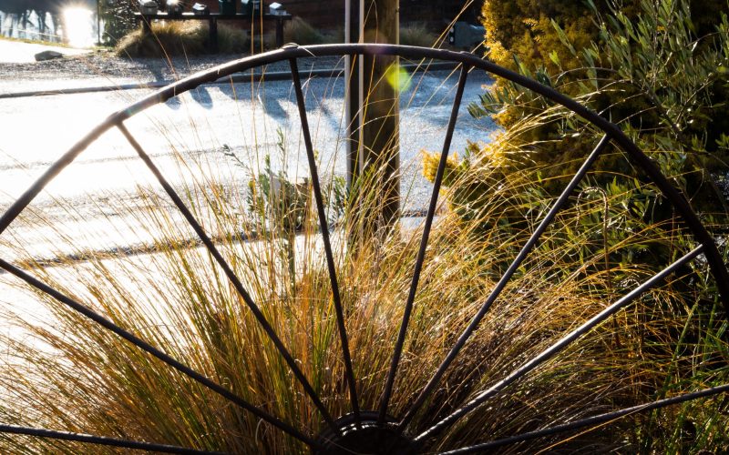 grasses wheel grasses wheel