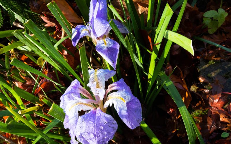 iris unguicularis iris unguicularis