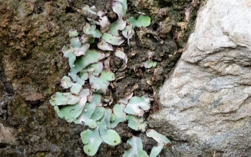 lichen lichen