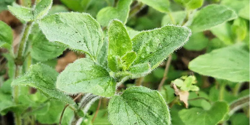 oregano oregano