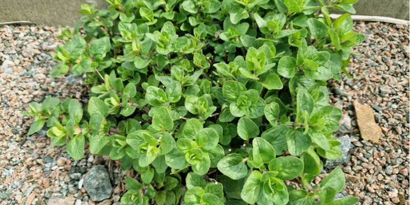 oregano2 oregano2