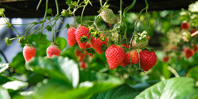 strawberries-gardenize strawberries-gardenize