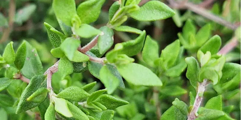 thymian thymian