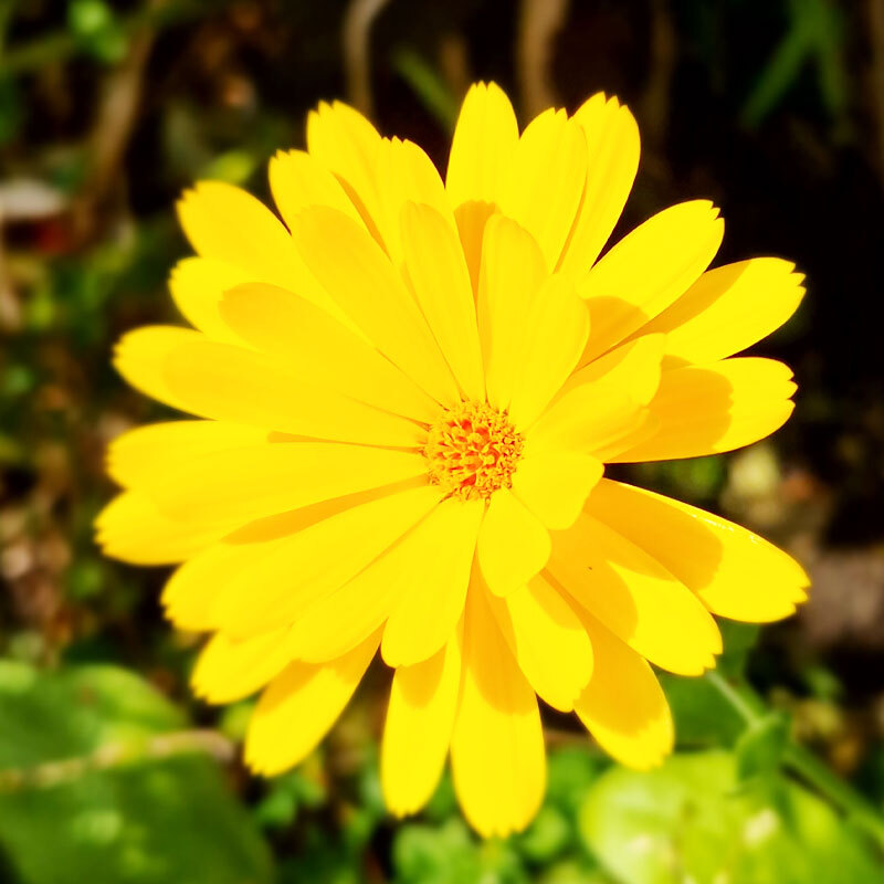 1-UTV-800x800px-gardenize-ringblomma