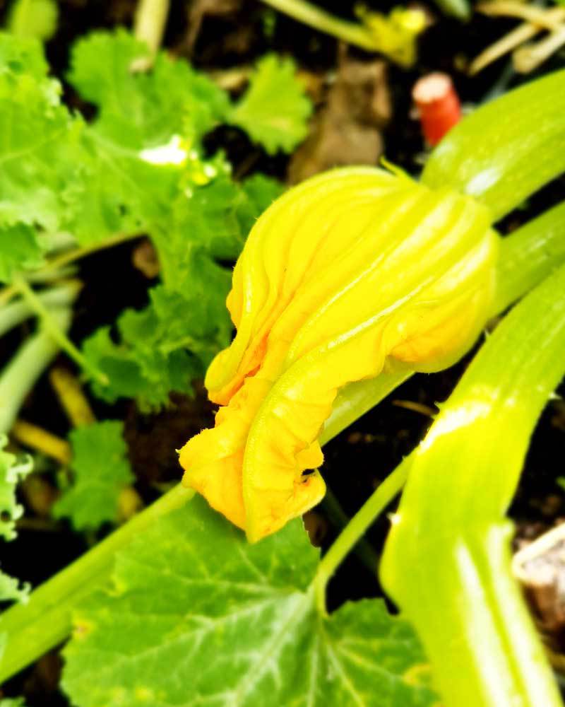 10-1000x800px-gardenize-zucchini-blomma