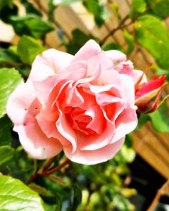 13-1000x800px-gardenize-ros-queen-elisabeth