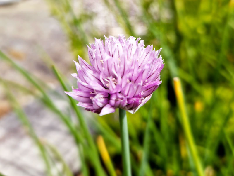 2-800x600px-gardenize-grasloksblomma-2