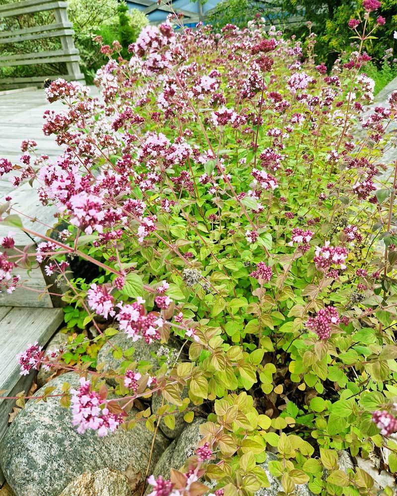 3-1000x800px-gardenize-oregano-blomma-2