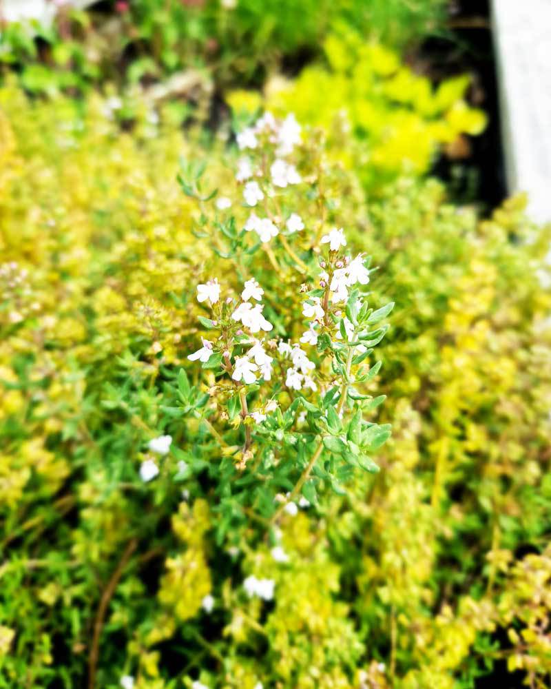5-1000x800px-gardenize-timjan