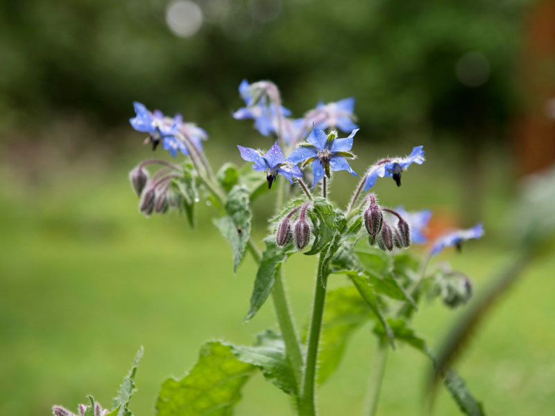 6-800x600px-gardenize-unsplash-gurkort