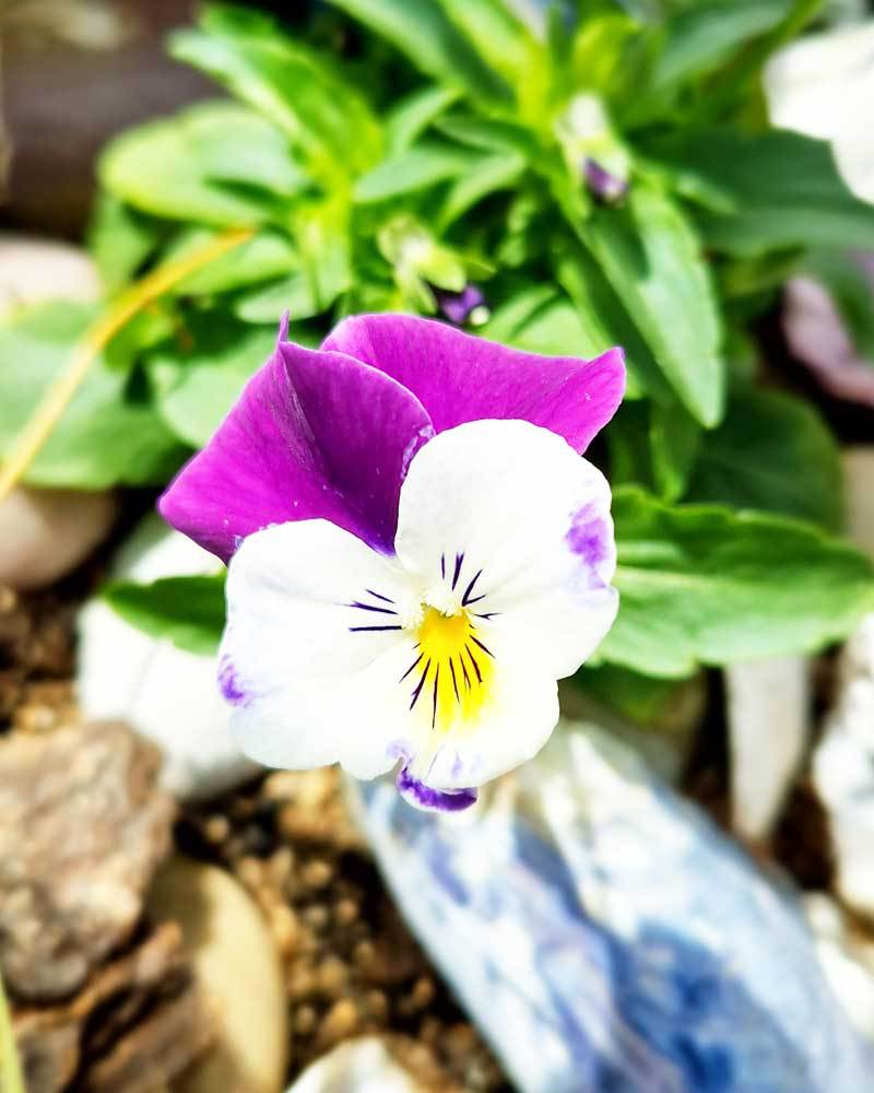 7-1000x800px-gardenize-blomma-viol