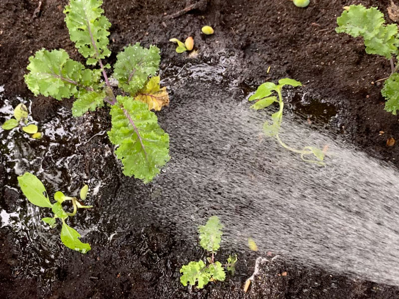800x600px-gardenize-vattna-gronkal vattna odlingarna i sommar