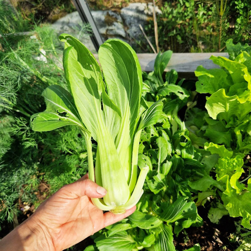 800x800px-gardenize-pak-choi