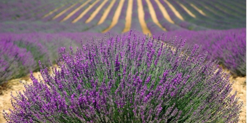 lavendel lavendel