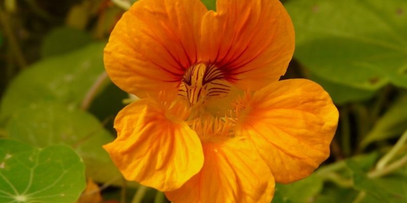 orangeblomma orangeblomma