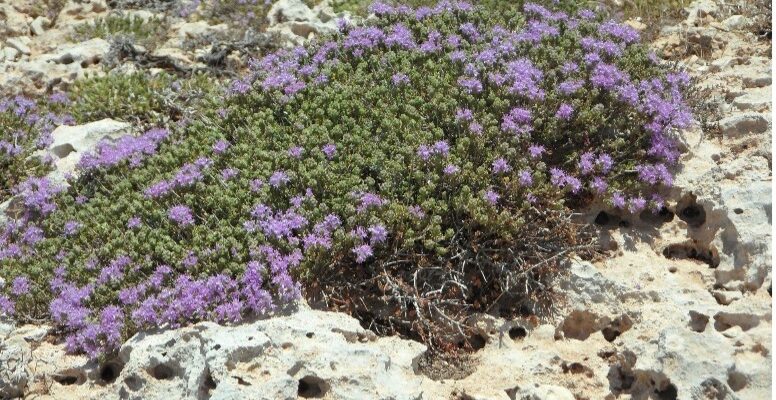 thymus serpyllum thymus serpyllum